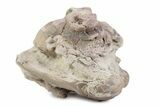 Bargain, Enrolled Asaphus Trilobite - Russia #363253-2